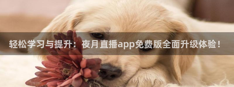 鲸鱼体育在线直播免费：轻松学习与提升：夜月直播app免费版全面升级体验！