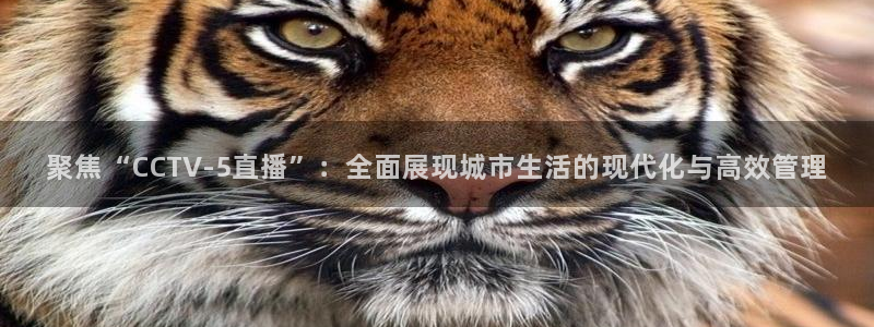 鲸鱼体育在线观看nba：聚焦“CCTV-5直播”：全面展现城市生活的现代化与高效管理